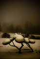 A Wonderful Winter in the land of Dr. Suess