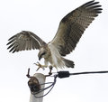 Osprey