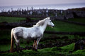 Morning in Ireland