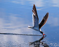 Black Skimmer
