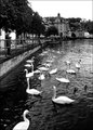 My Swan Song