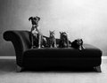 Chaise Pet.