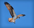 Osprey Rising