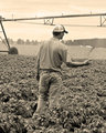 Checkin the Fields