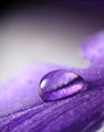 Purple Rain