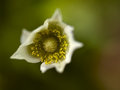 bud