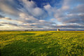 A yellow field