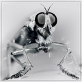 Portrait of a Robber Fly
