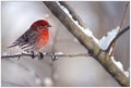 House Finch in Late Winter