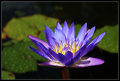 Water lily after a storm