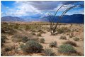 Ocotillo