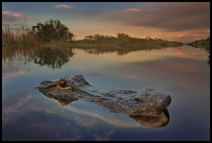 Night Falls on the Everglades