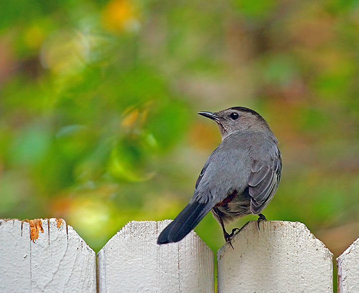 Grey Catbird and Abstract Friend