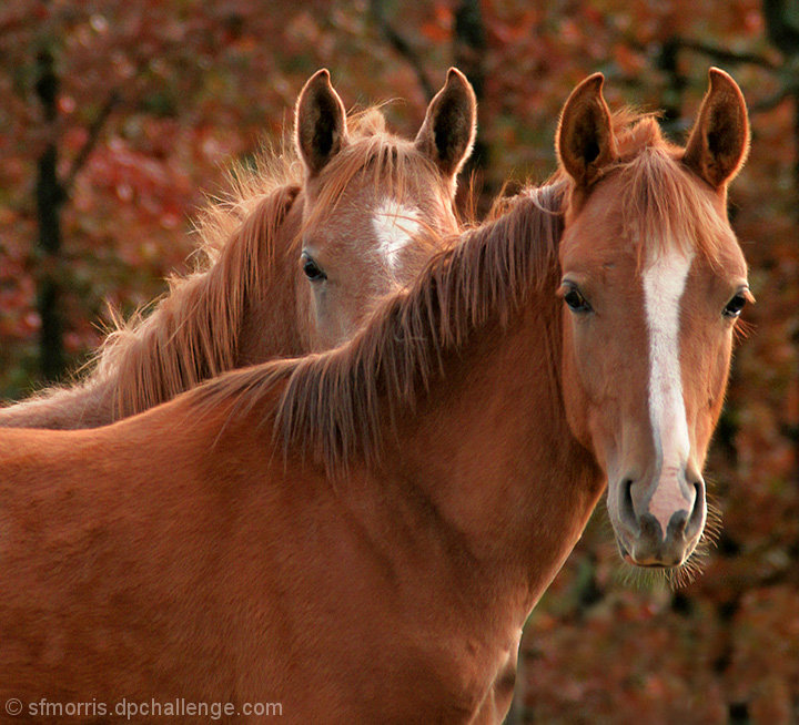 The Weanlings