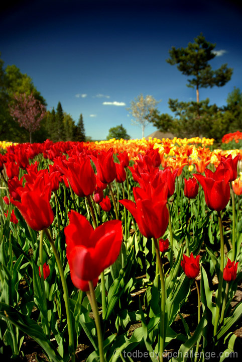 Tulips