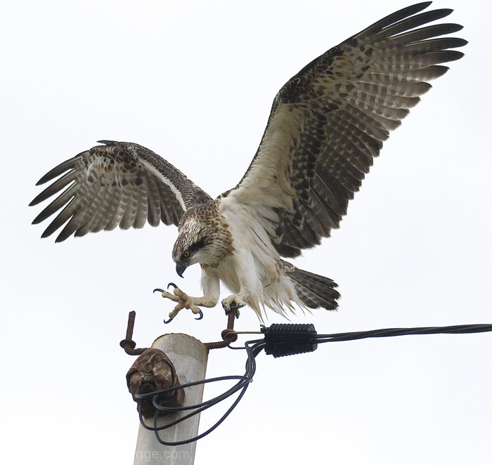 Osprey