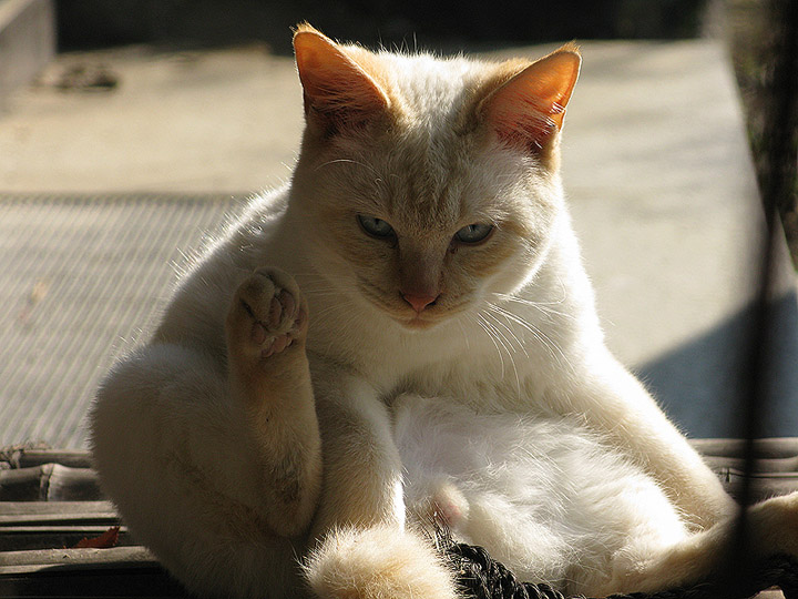  Stare of A Samurai Cat