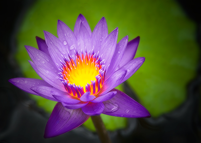 Hana Lily