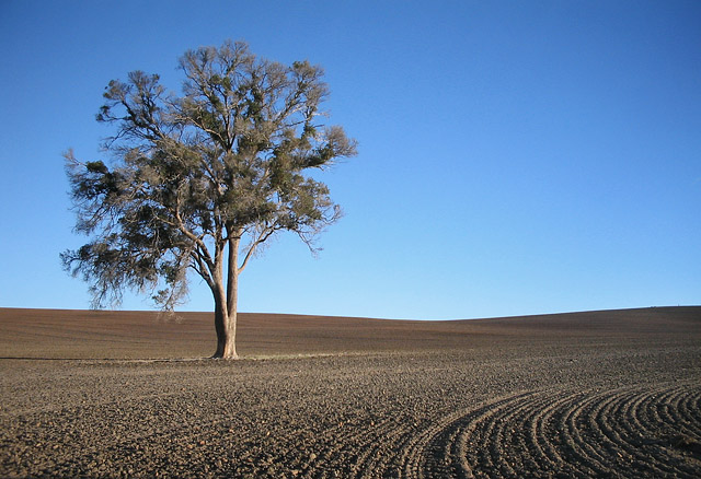 Lonely Tree