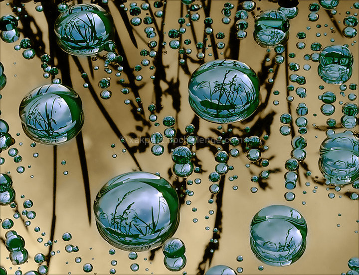 Morning Dew