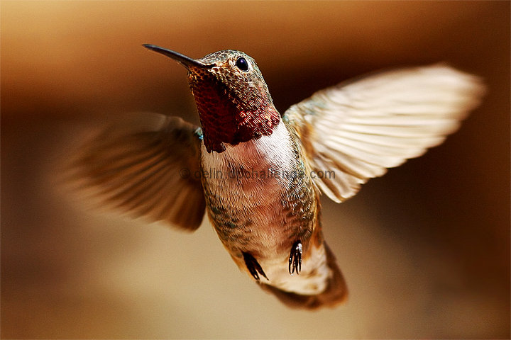 Ruby Throated   (Hidden Gem, DMC, Does Meet Challenge!  :)