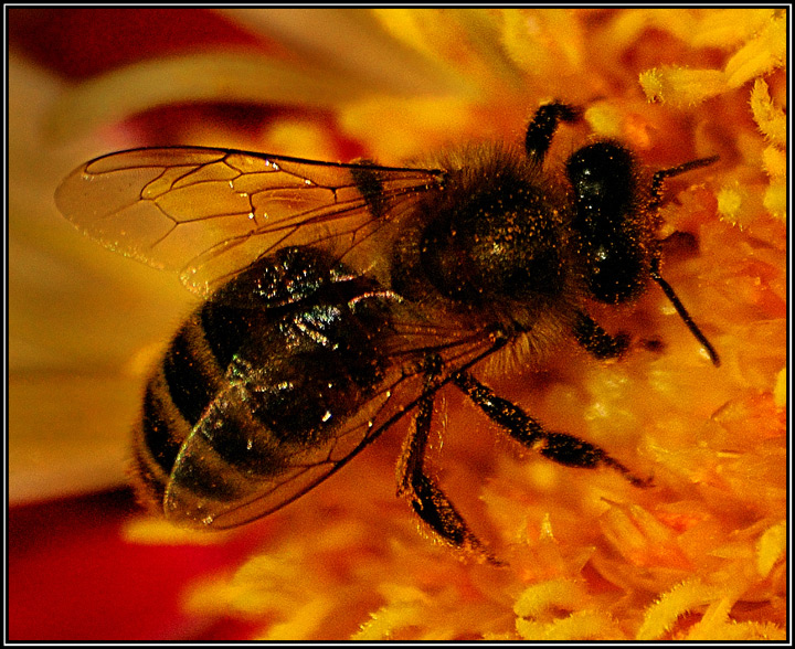 Pollen