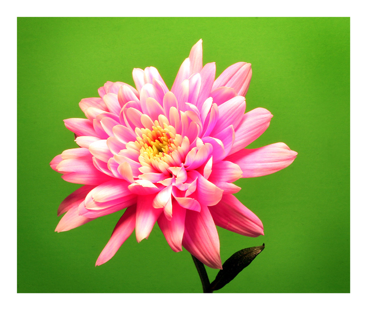 Fleur