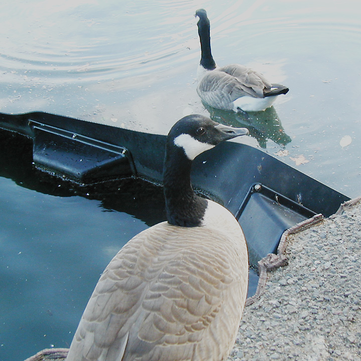 care for a dip?