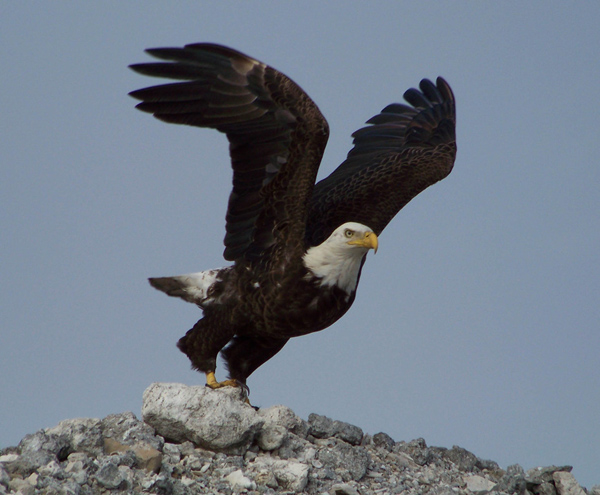 Lake Okeechobee Eagle