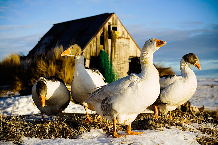 Geese