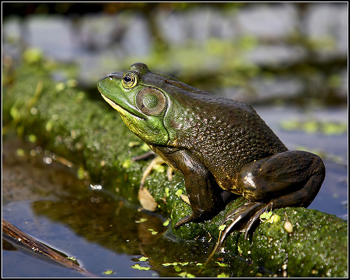 Profile of an American bullfrog