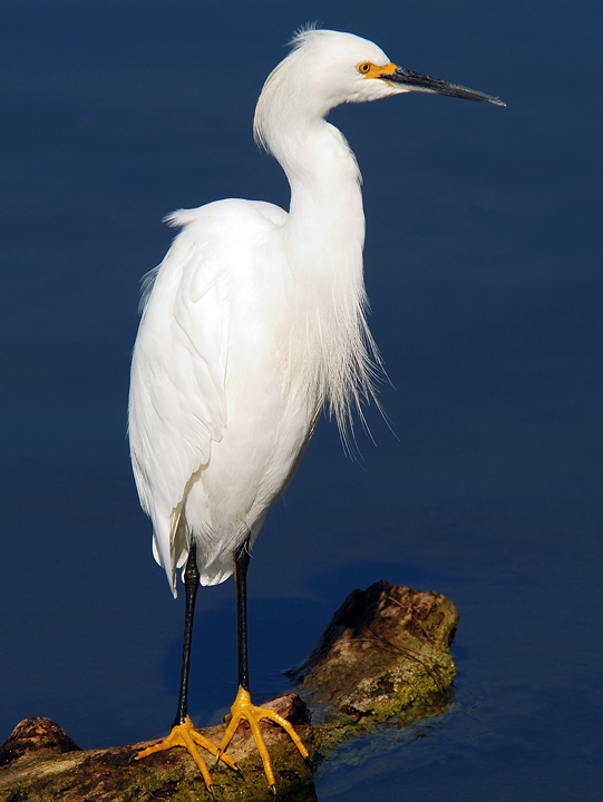 Egretta thula