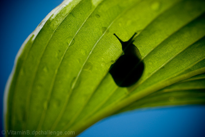 The Curious Tale of Speedy the Snail