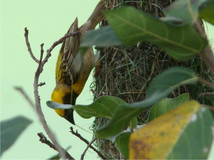 Bird nest