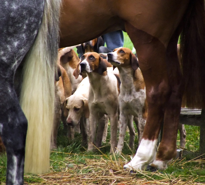 Faithful Hounds