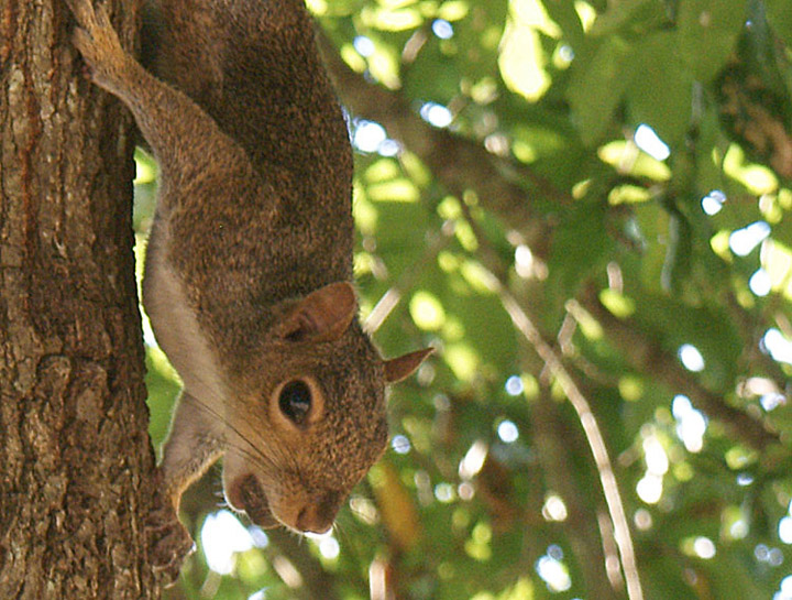 Just a squirrel trying to get a nut....