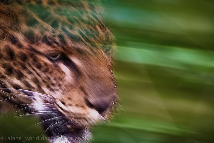 Jaguar in jade.