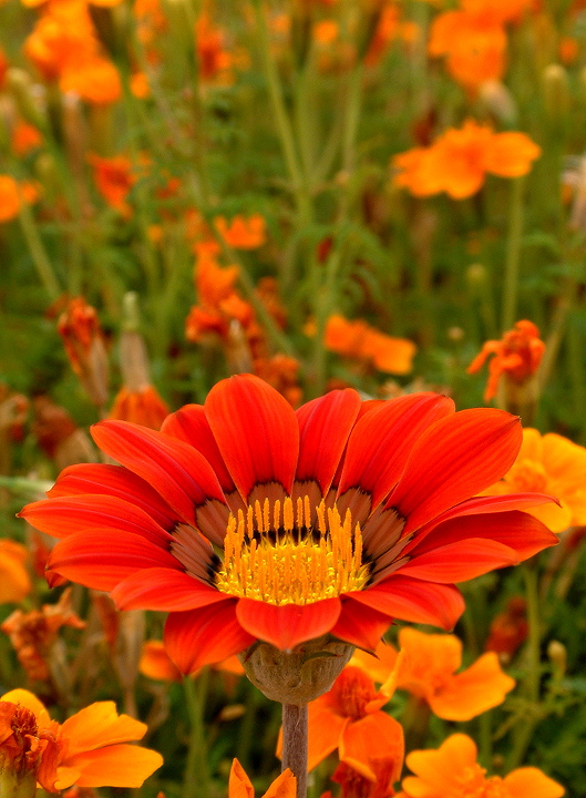 Gazania