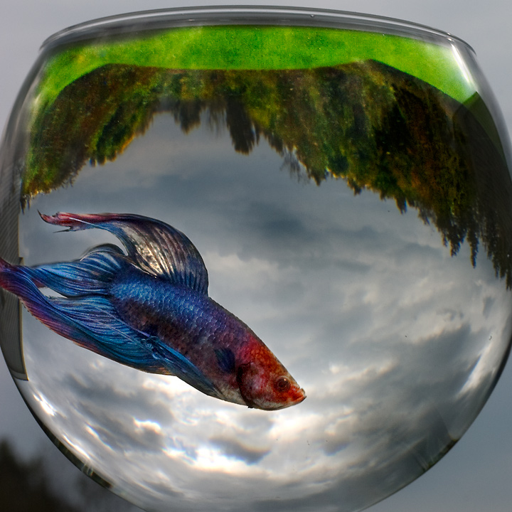 Fish Eye