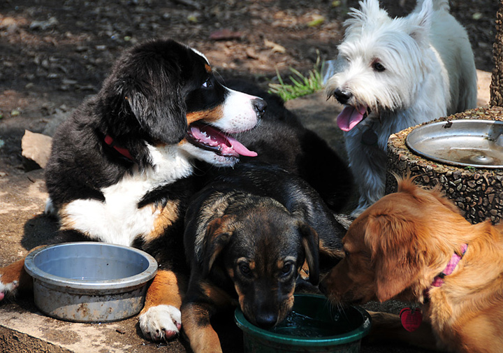 The Water Cooler Gang