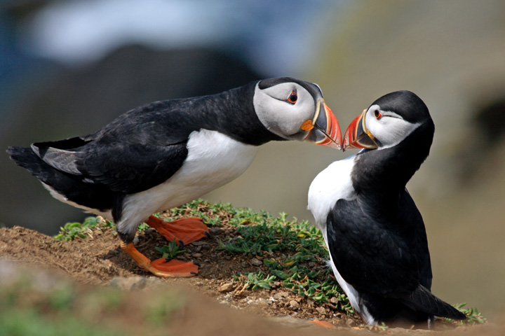 Puffins