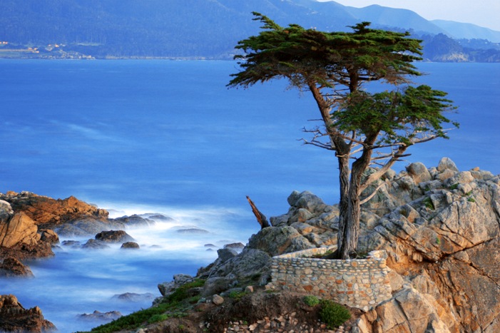 Lone Cypress