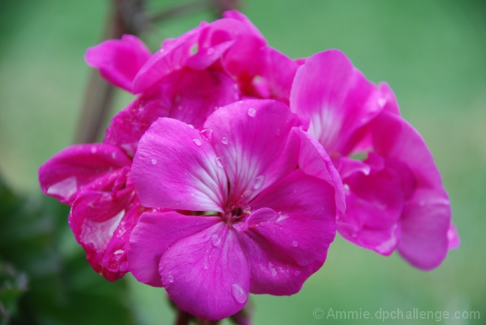 Geranium, unsung gem