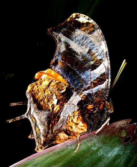 Tiger-striped Leafwing