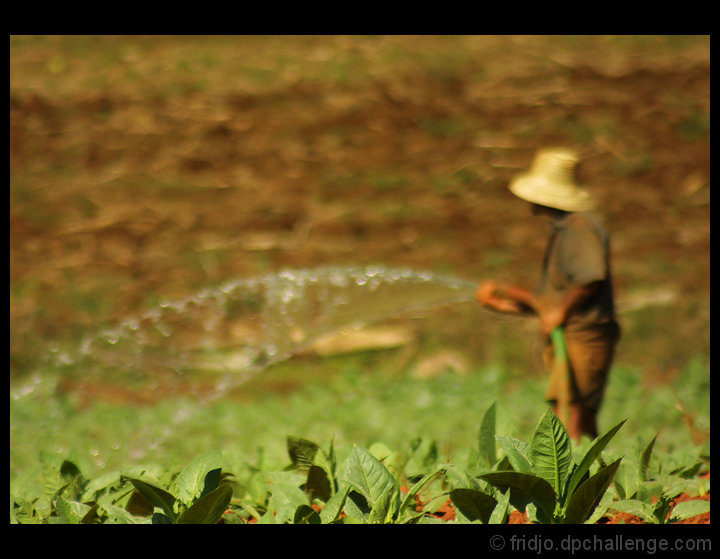 Watering tobacco