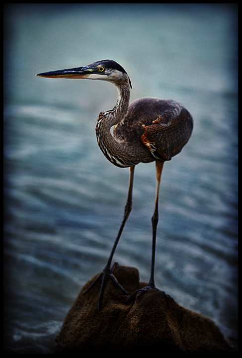Beach Bird