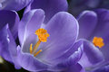 Hope for Spring