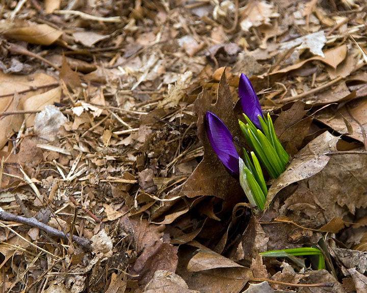 A Hope for Spring