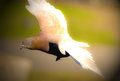 Airbird