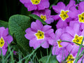 Primula